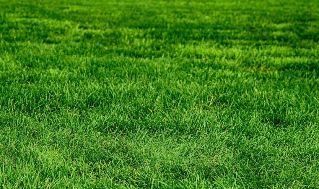Gross Grass Gross Grass