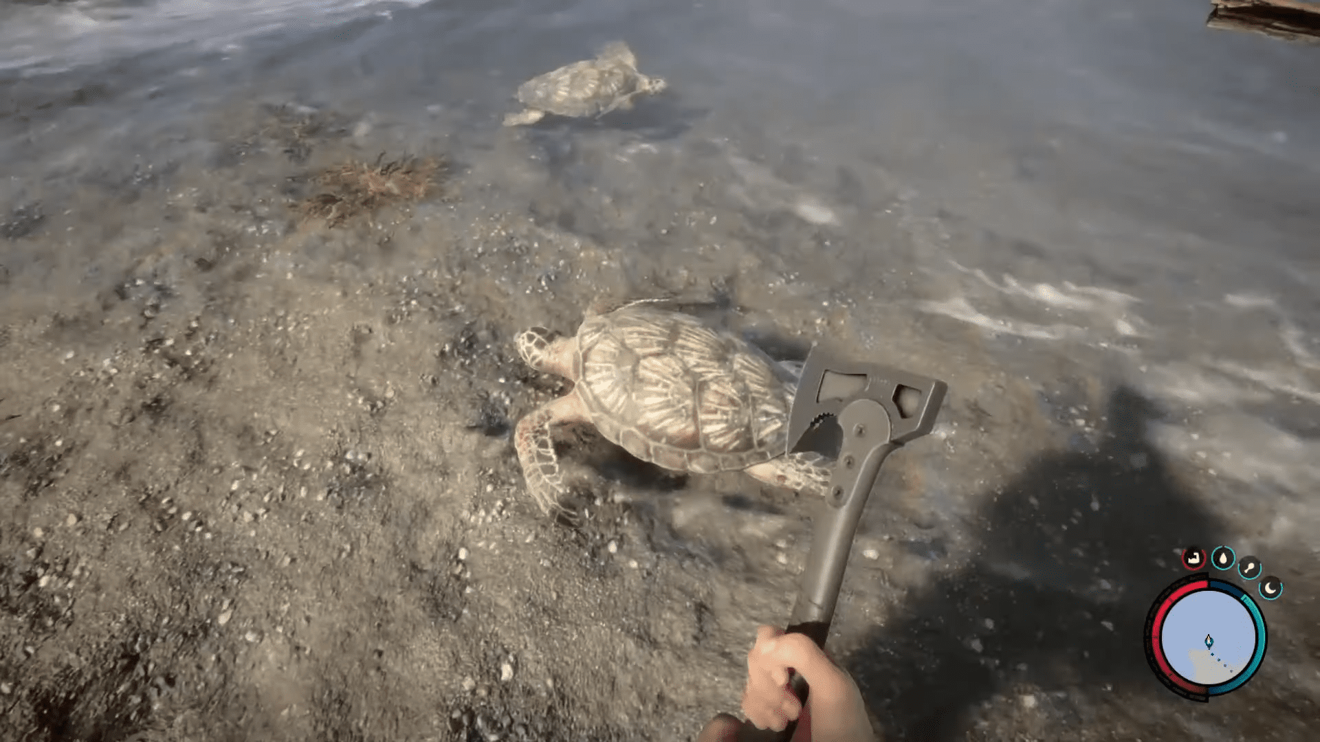 Turtle Sons of the Forest Turtle Sons of the Forest