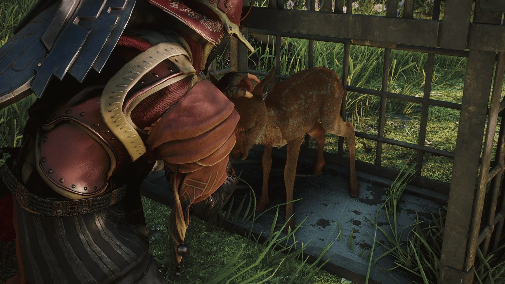 cage The envoy saves a tiny deer from a cage